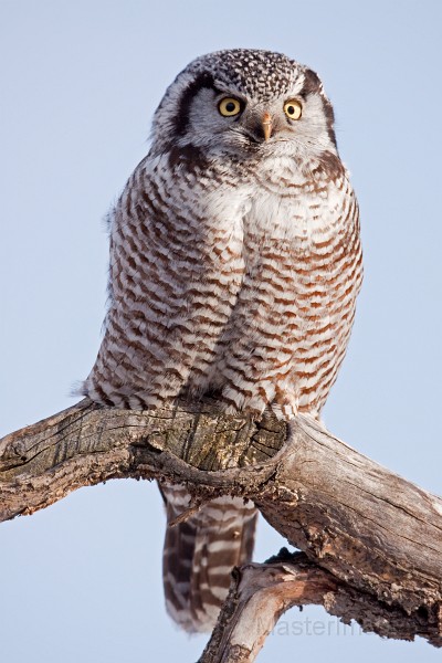 IMG_0263c.jpg - Northern Hawk-Owl (Surnia ulula)